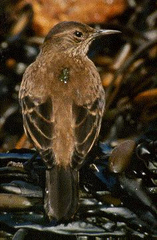 Cinclodes taczanowskii