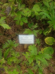 Anemonastrum canadense