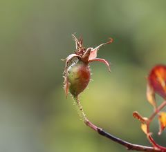 Rosa montana
