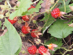 Rubus parvifolius