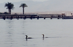 Nannopterum brasilianum