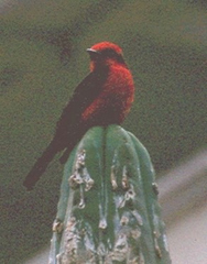 Pyrocephalus rubinus obscurus