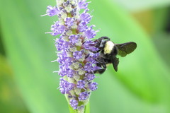 Bombus pensylvanicus