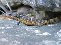 Pseudocordylus microlepidotus microlepidotus