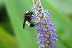 Bombus pensylvanicus