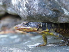 Pseudocordylus microlepidotus microlepidotus