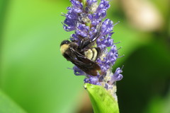 Bombus pensylvanicus