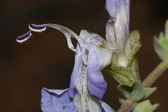 Salvia dentata