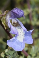 Salvia dentata
