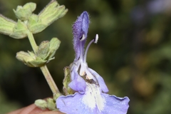 Salvia dentata