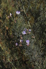 Psoralea verrucosa