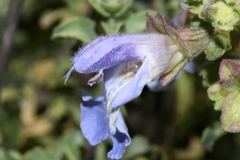 Salvia dentata
