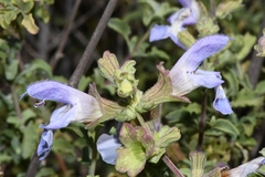 Salvia dentata
