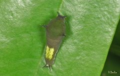 Graphium agamemnon