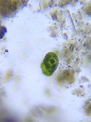 Cosmarium contractum