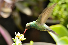 Cynanthus latirostris