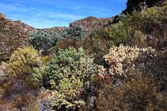 Rafnia amplexicaulis