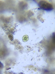 Cosmarium contractum