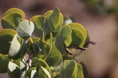 Rafnia amplexicaulis