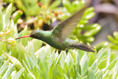 Cynanthus latirostris