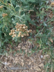 Achillea pannonica