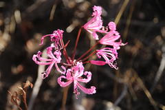 Nerine humilis