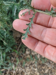 Achillea pannonica