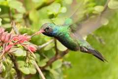 Cynanthus latirostris