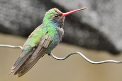 Cynanthus latirostris