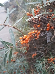 Hippophae rhamnoides