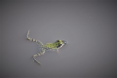 Pelophylax