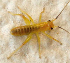 Stenopelmatoidea