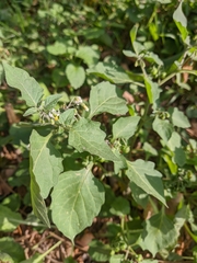 Solanum villosum