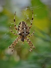 Araneus diadematus