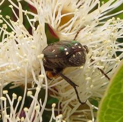 Leucocelis aeneicollis