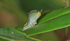 Graphium agamemnon