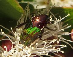 Leucocelis aeneicollis