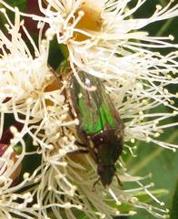 Leucocelis aeneicollis