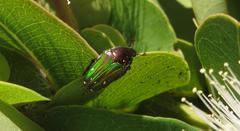 Leucocelis aeneicollis