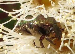 Leucocelis aeneicollis