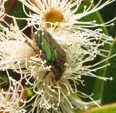 Leucocelis aeneicollis