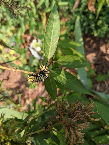 Monarch photographed in Alabama