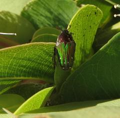 Leucocelis aeneicollis