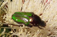 Leucocelis aeneicollis