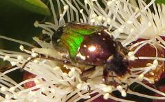 Leucocelis aeneicollis