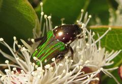 Leucocelis aeneicollis