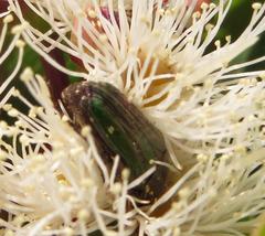 Leucocelis aeneicollis