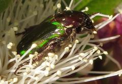 Leucocelis aeneicollis