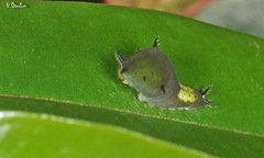 Graphium agamemnon