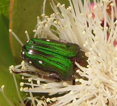 Leucocelis aeneicollis